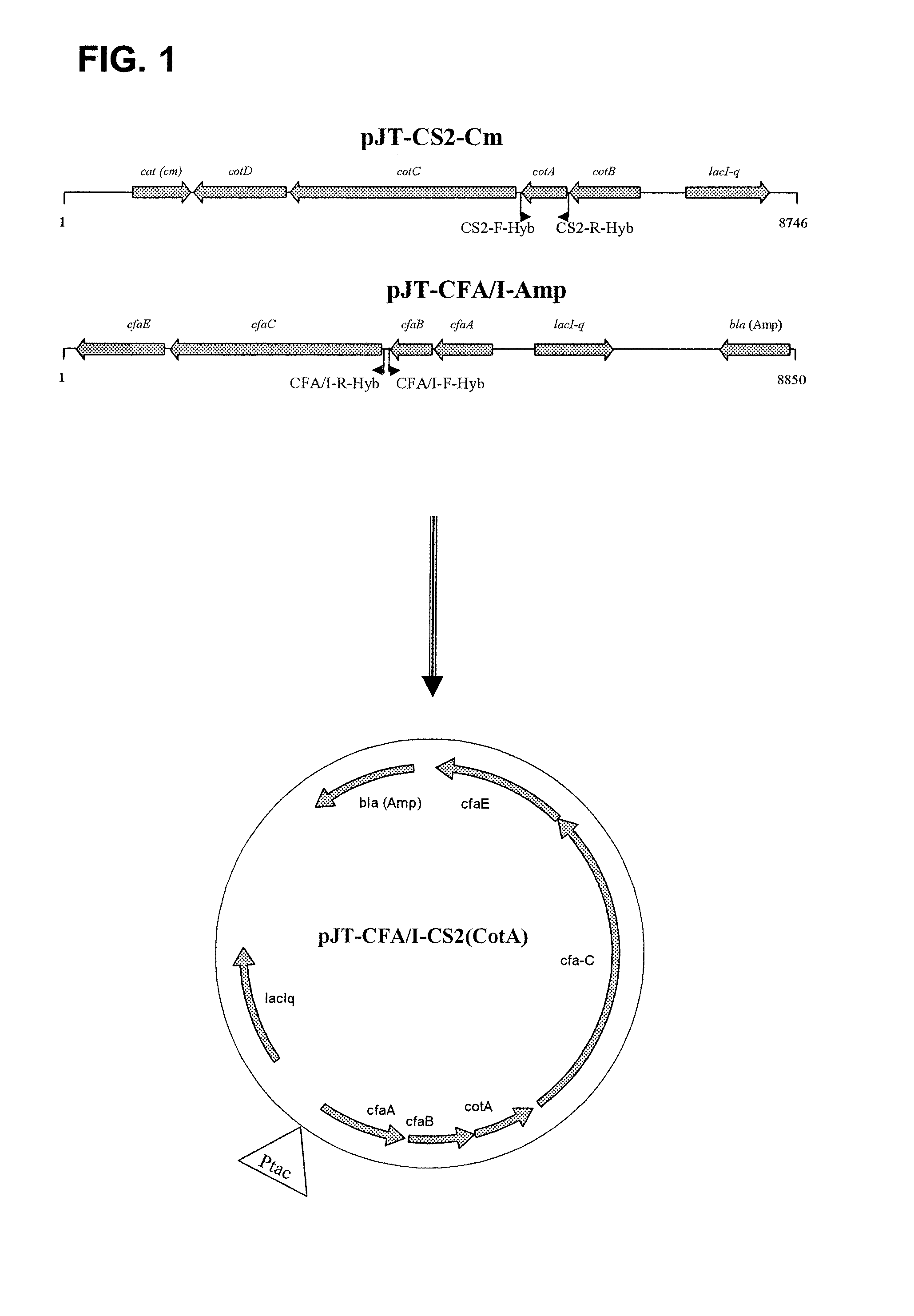 Hybrid operon for expression of colonization factor (CF) antigens of enterotoxigenic escherichia coli