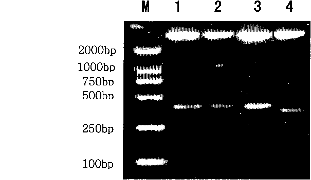 Low-expression CYP7A1 hepatic cell and constructing method thereof