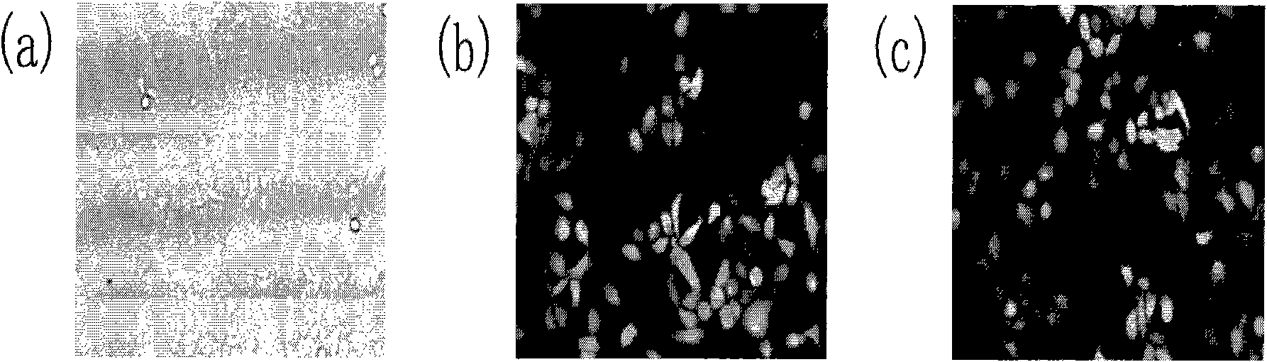 Low-expression CYP7A1 hepatic cell and constructing method thereof