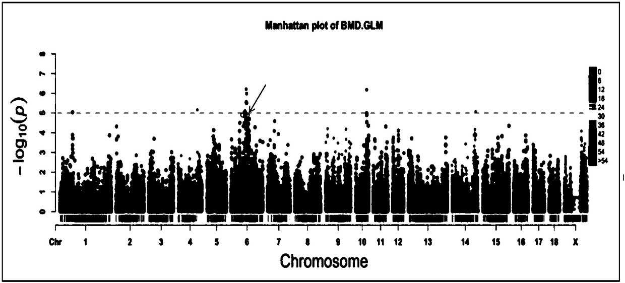 SNP molecular marker of FAM131C gene associated with bone density of limb and hoof of sow