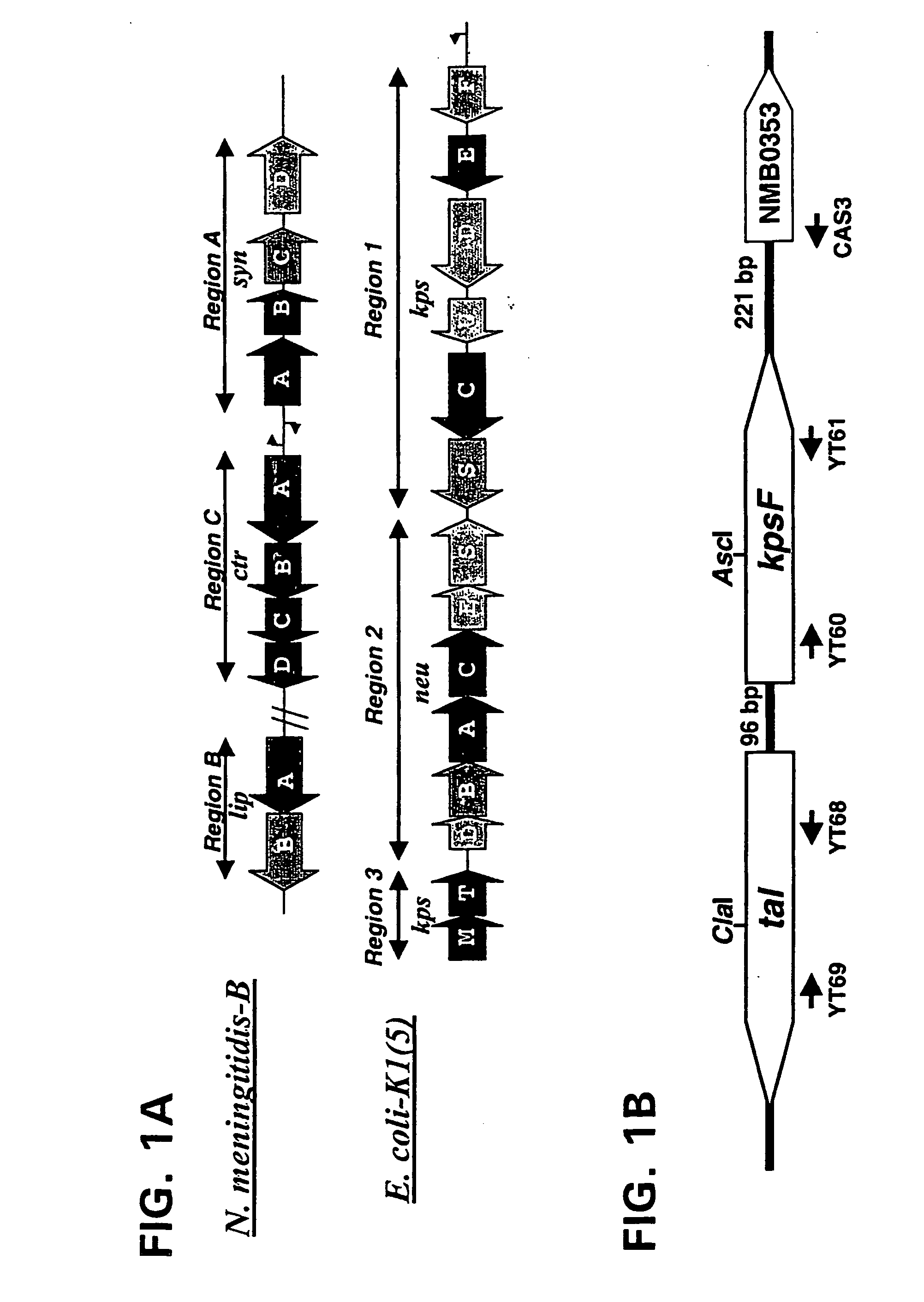 Neisseria mutants, lipooligosaccharides and immunogenic compositions