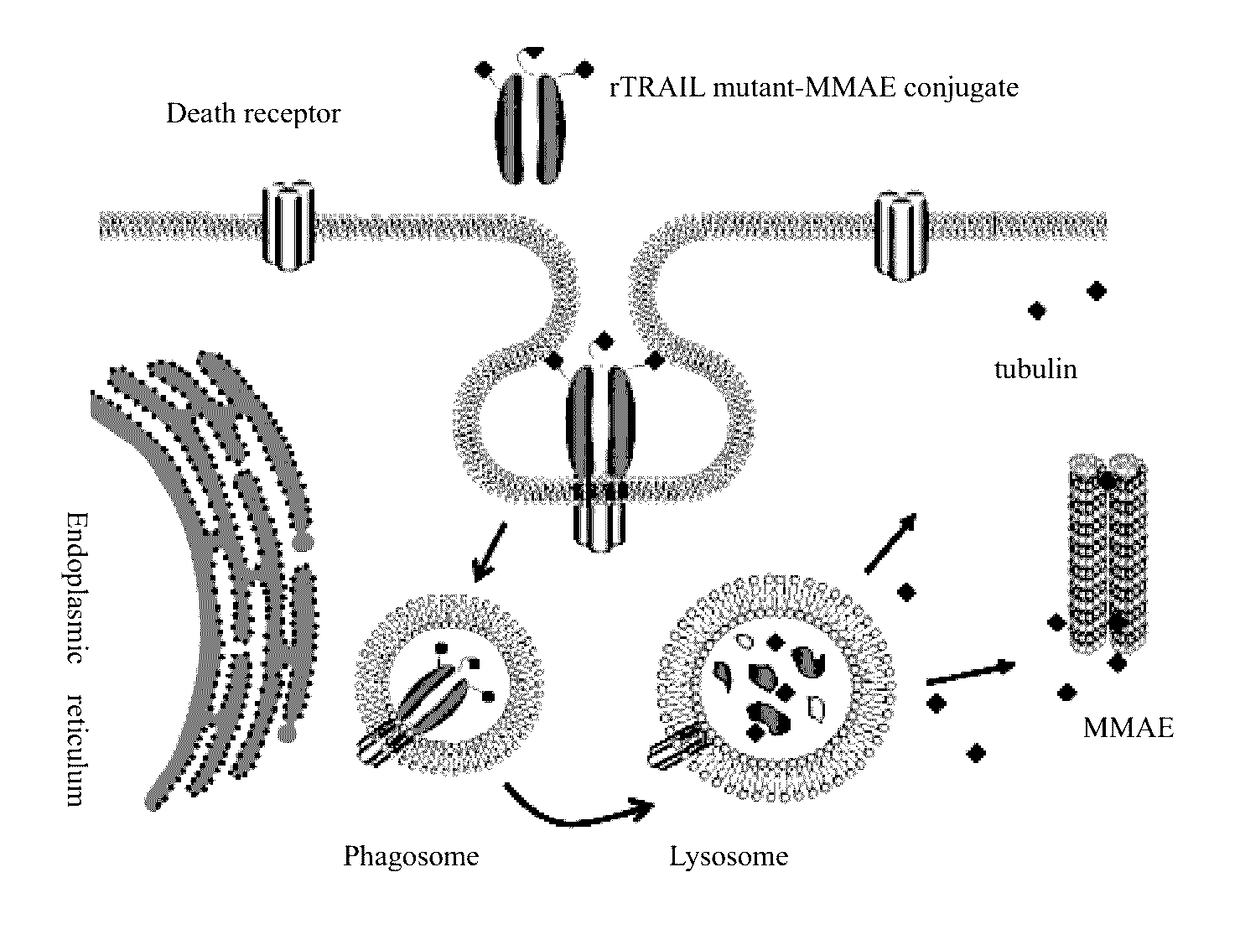 RTRAIL mutant and monomethyl auristatin E conjugate thereof