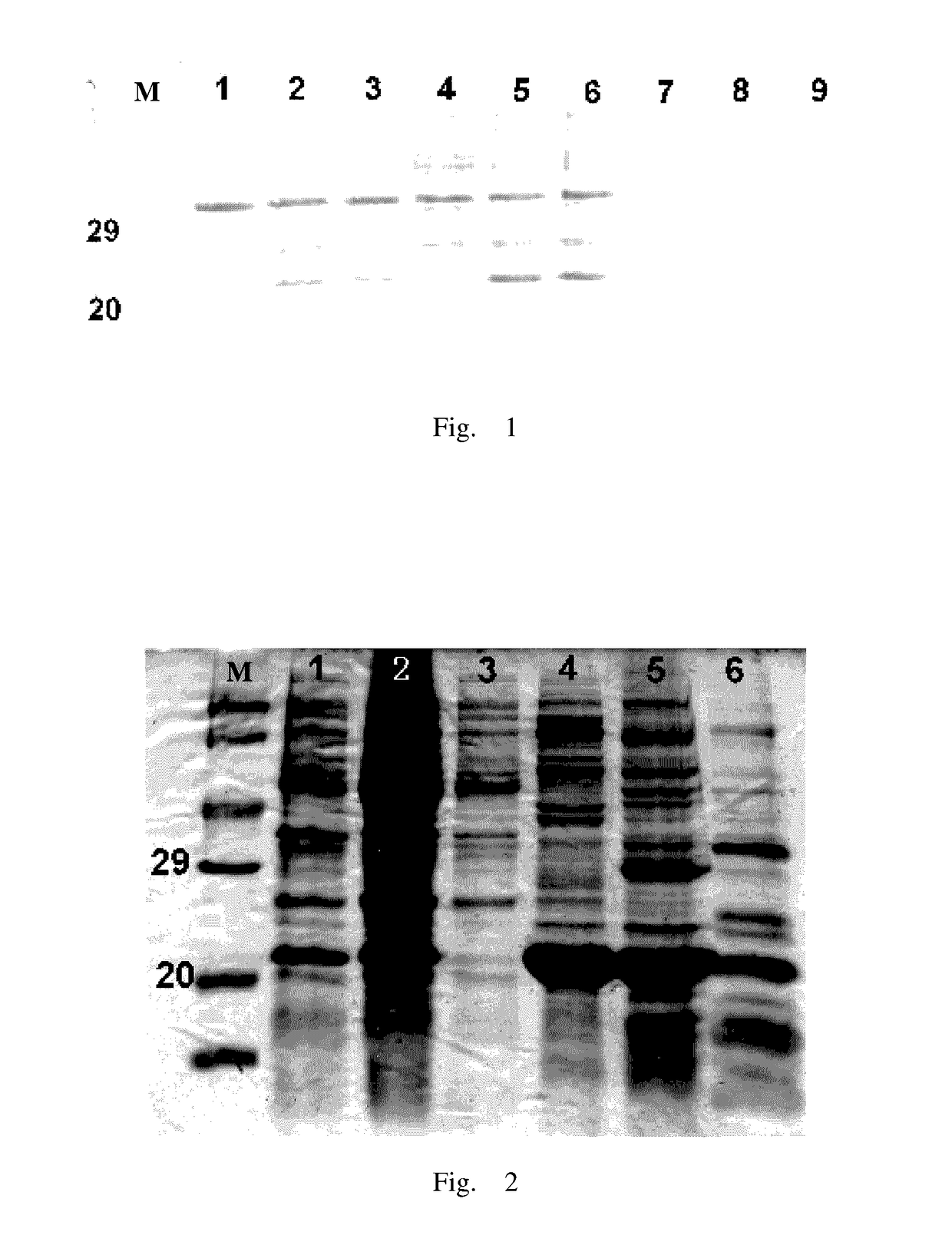 RTRAIL mutant and monomethyl auristatin E conjugate thereof