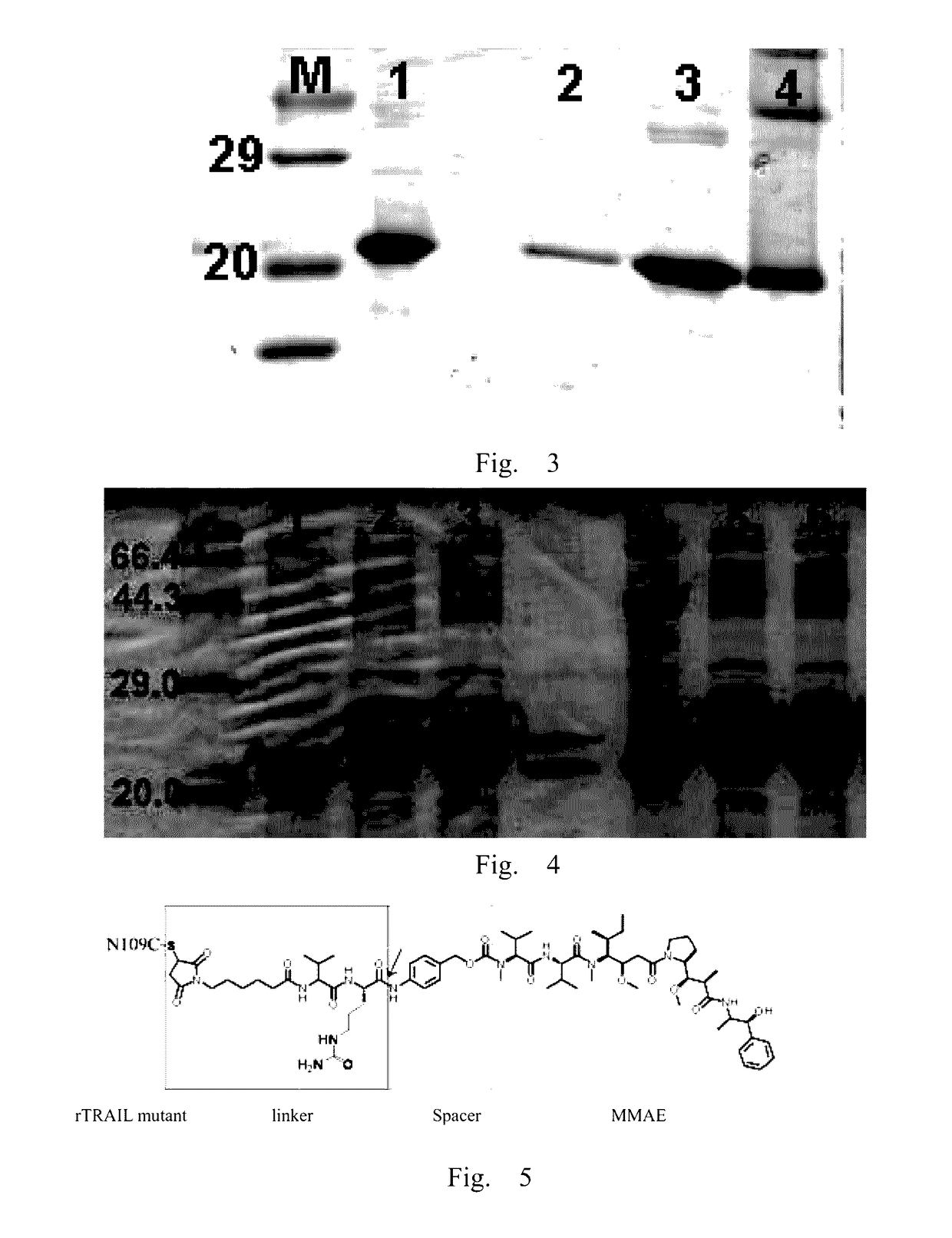 RTRAIL mutant and monomethyl auristatin E conjugate thereof