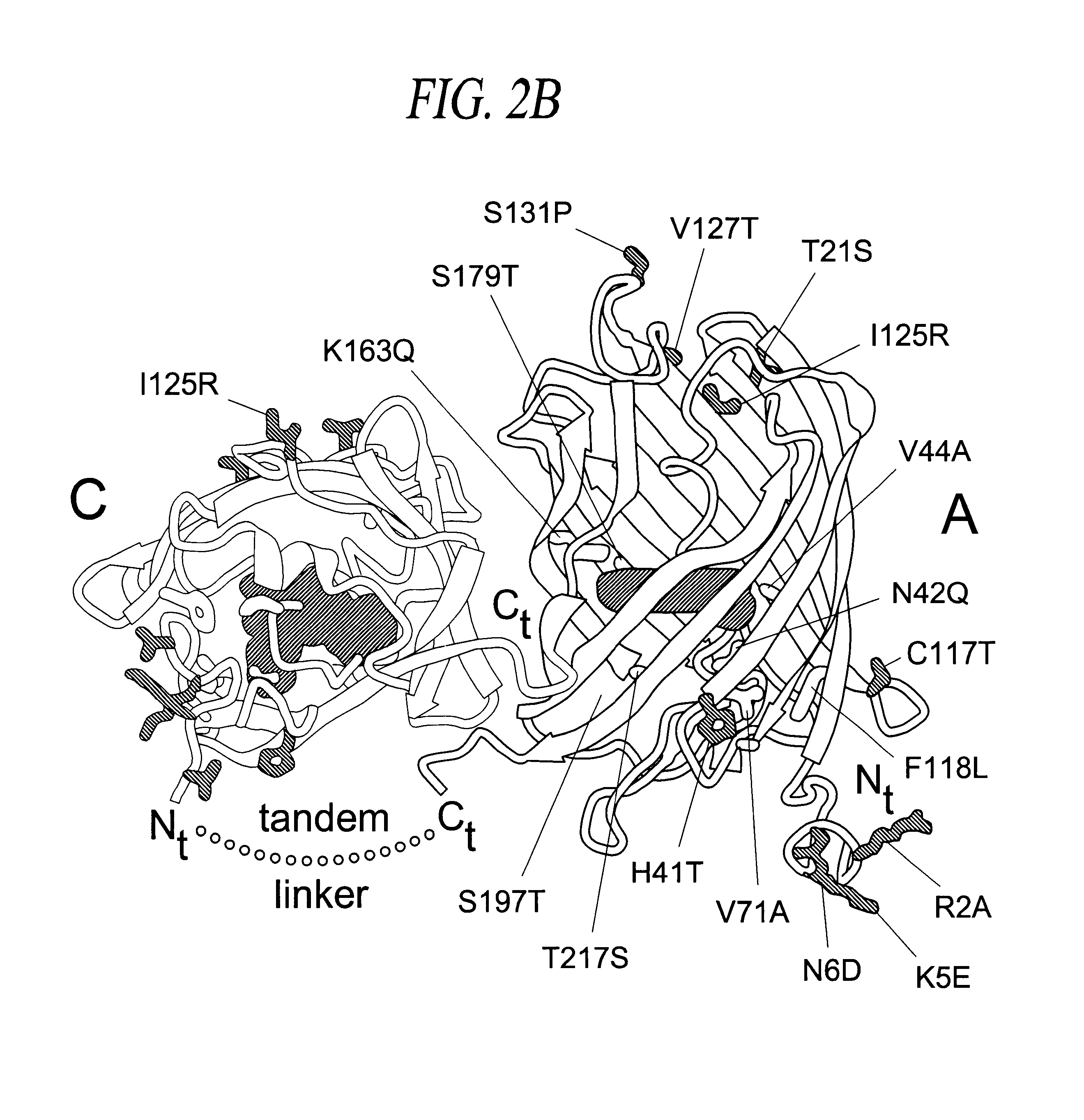 Monomeric and dimeric fluorescent protein variants and methods for making same