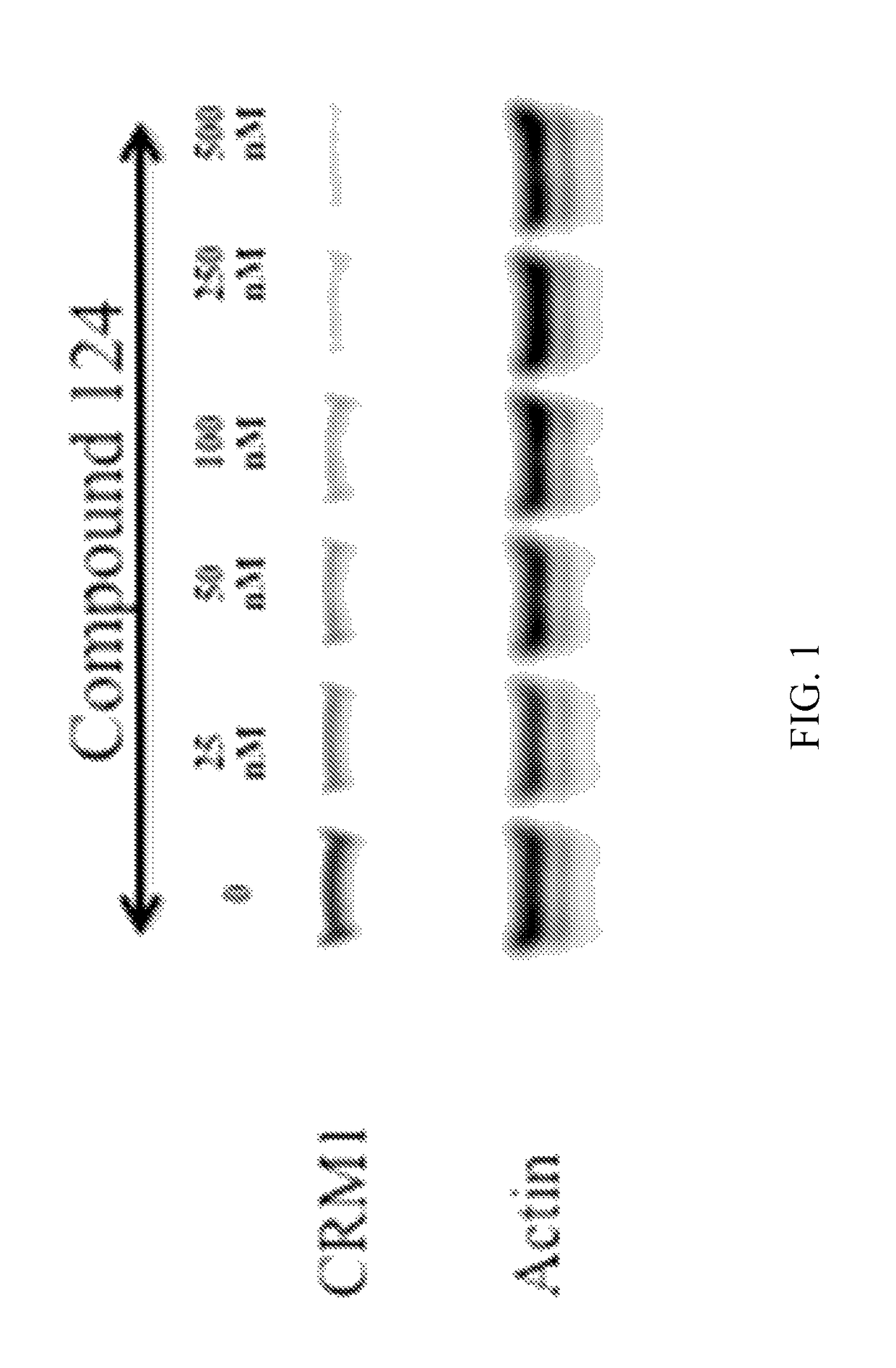 Nuclear transport modulators and uses thereof