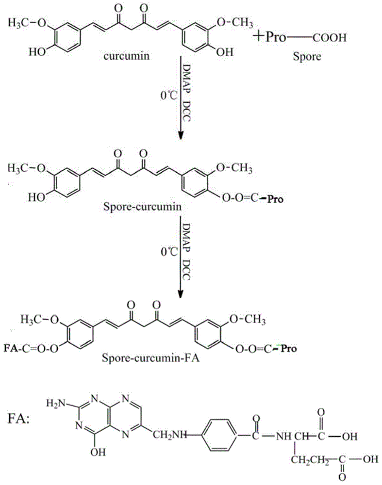 Probiotics folic acid targeting carrier carrying anti-cancer medicament curcumin and preparation method thereof