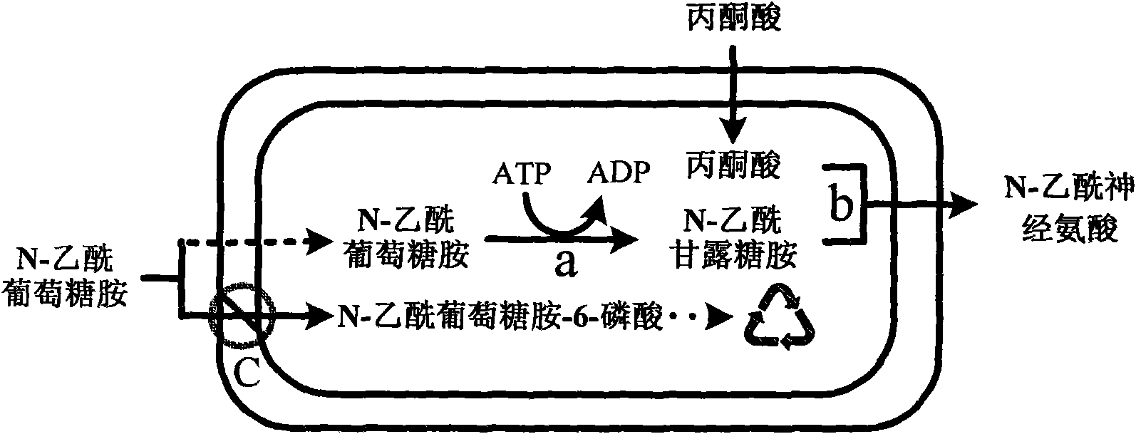 Recombinant escherichia coli of temperature-control coexpression exogenous gene and application thereof