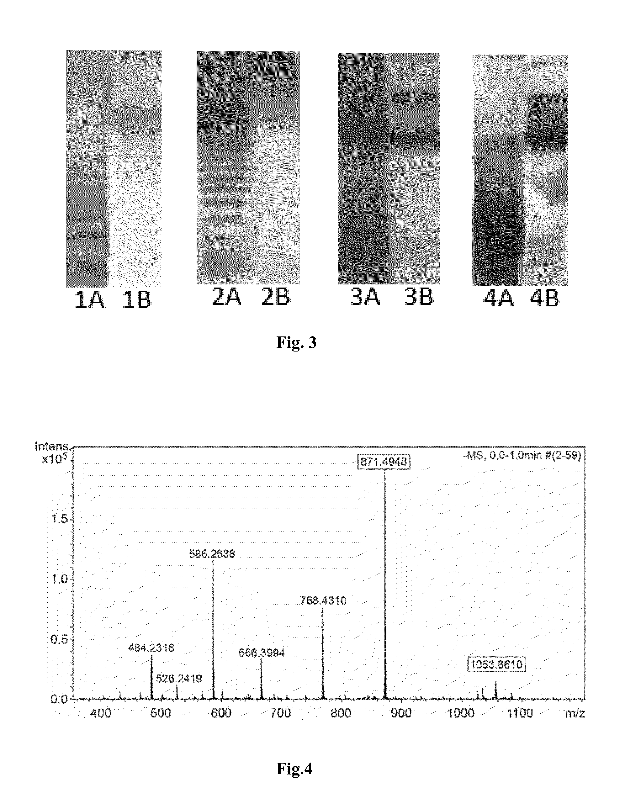 Modified endotoxic bacteria lipopolysaccharide (variants), combination of modified lipopolysaccharides (variants) and, containing same, a vaccine (variants) and a pharmaceutical composition (variants)