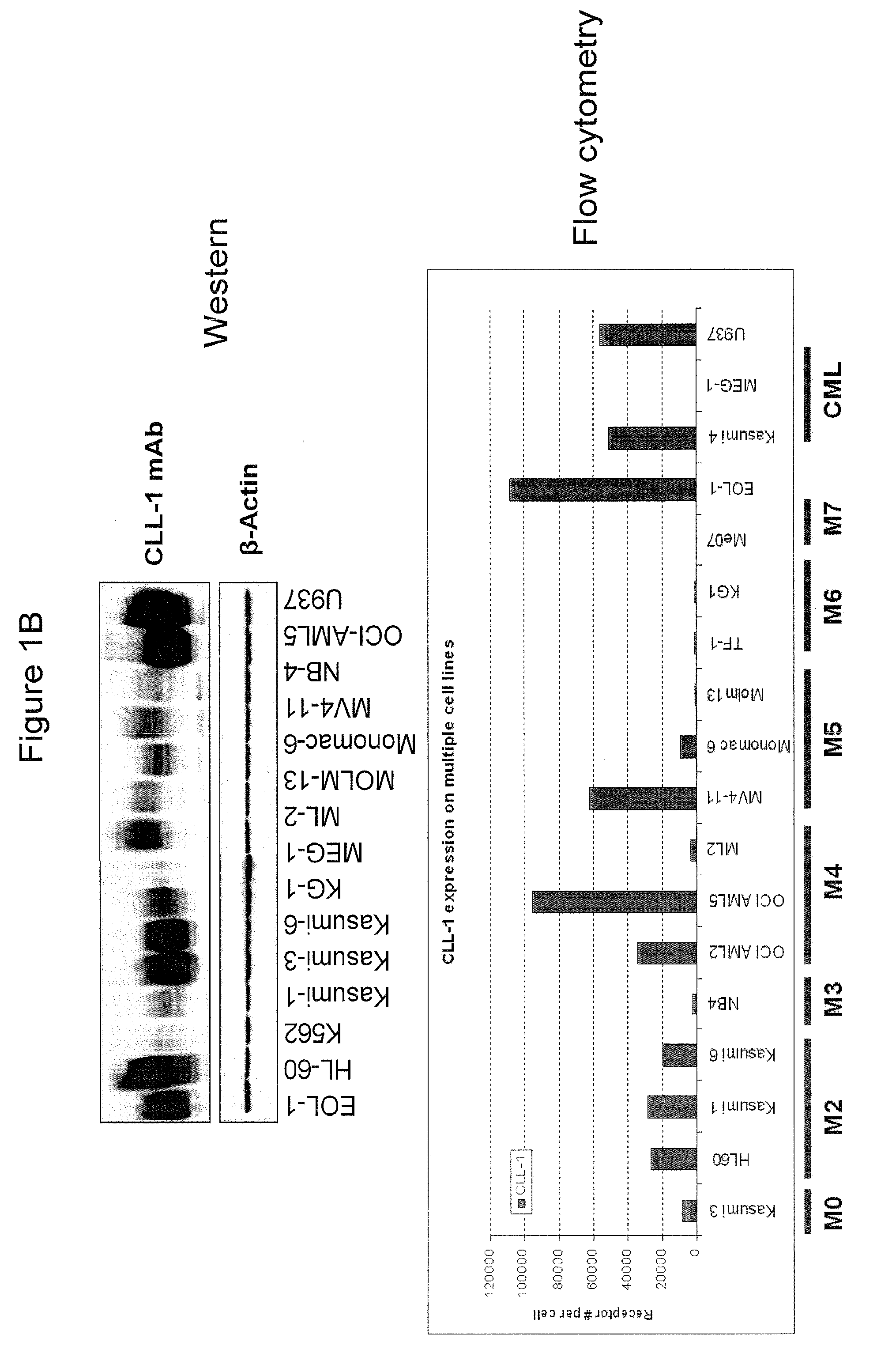 Antibodies to cll-1