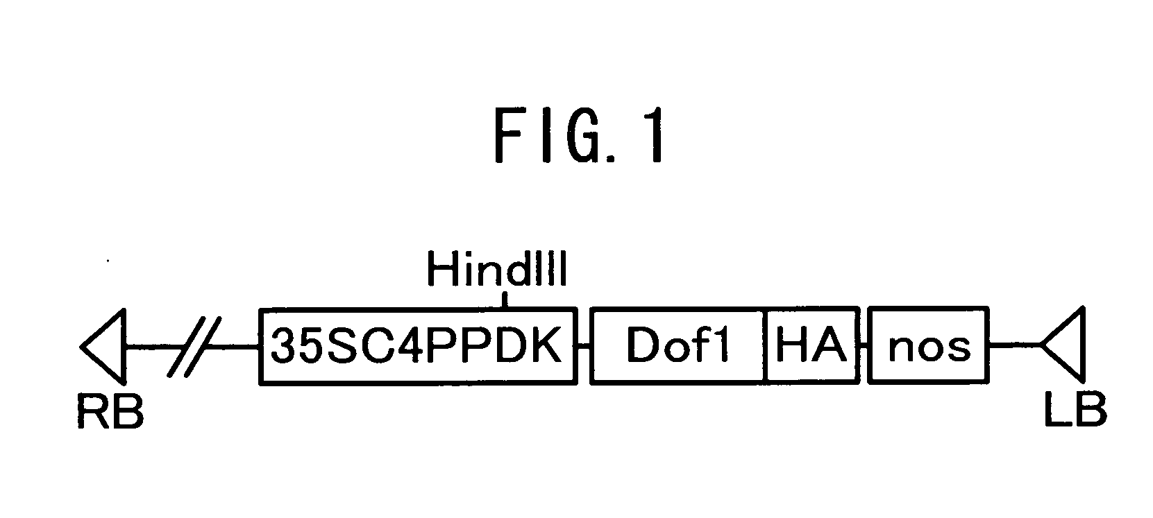 Potatoes having an increased yield of starch per plant body and method for producing the same