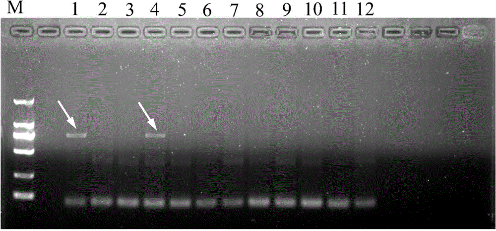 Specificity labeling primer for camellia oleifera improved varieties changlin number three and twenty one and detection method