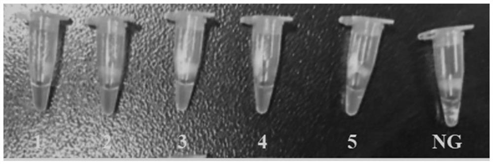 A kind of primer, kit and method for detecting Escherichia coli type I Shiga toxin by PSR