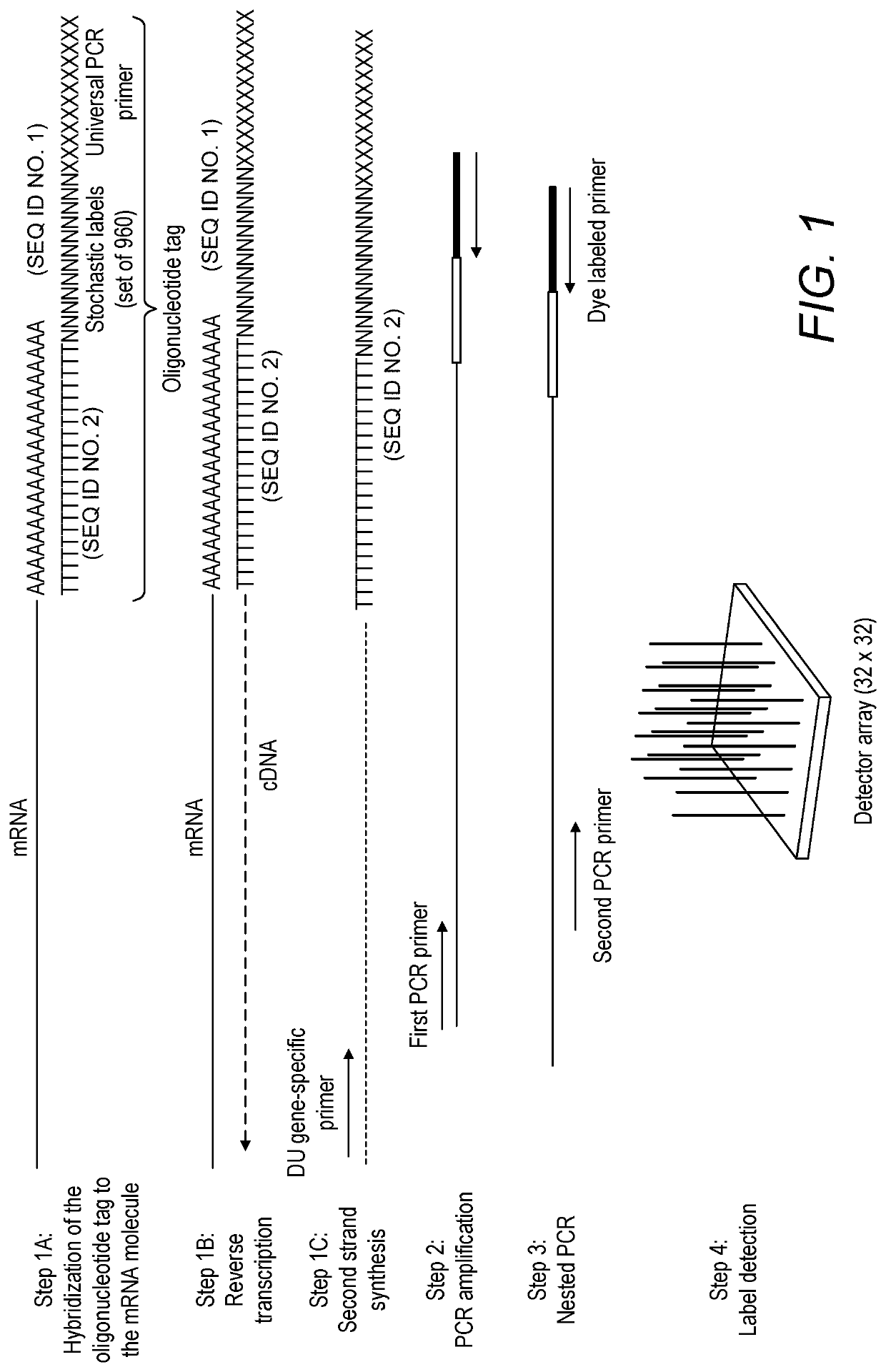 Compositions and kits for molecular counting