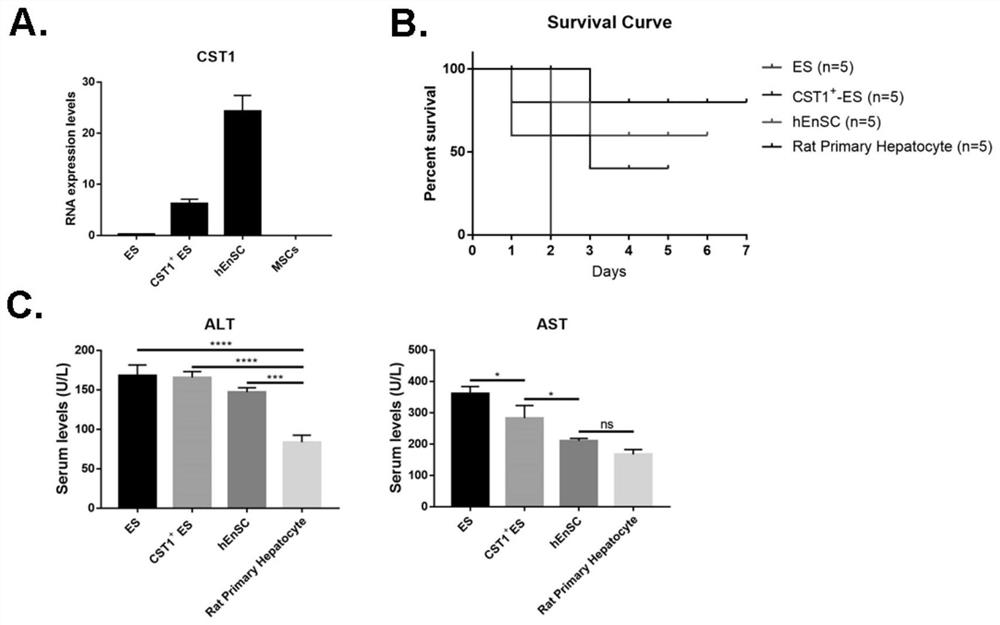 Application of CST1 in prevention and/or treatment of liver immune disorder diseases