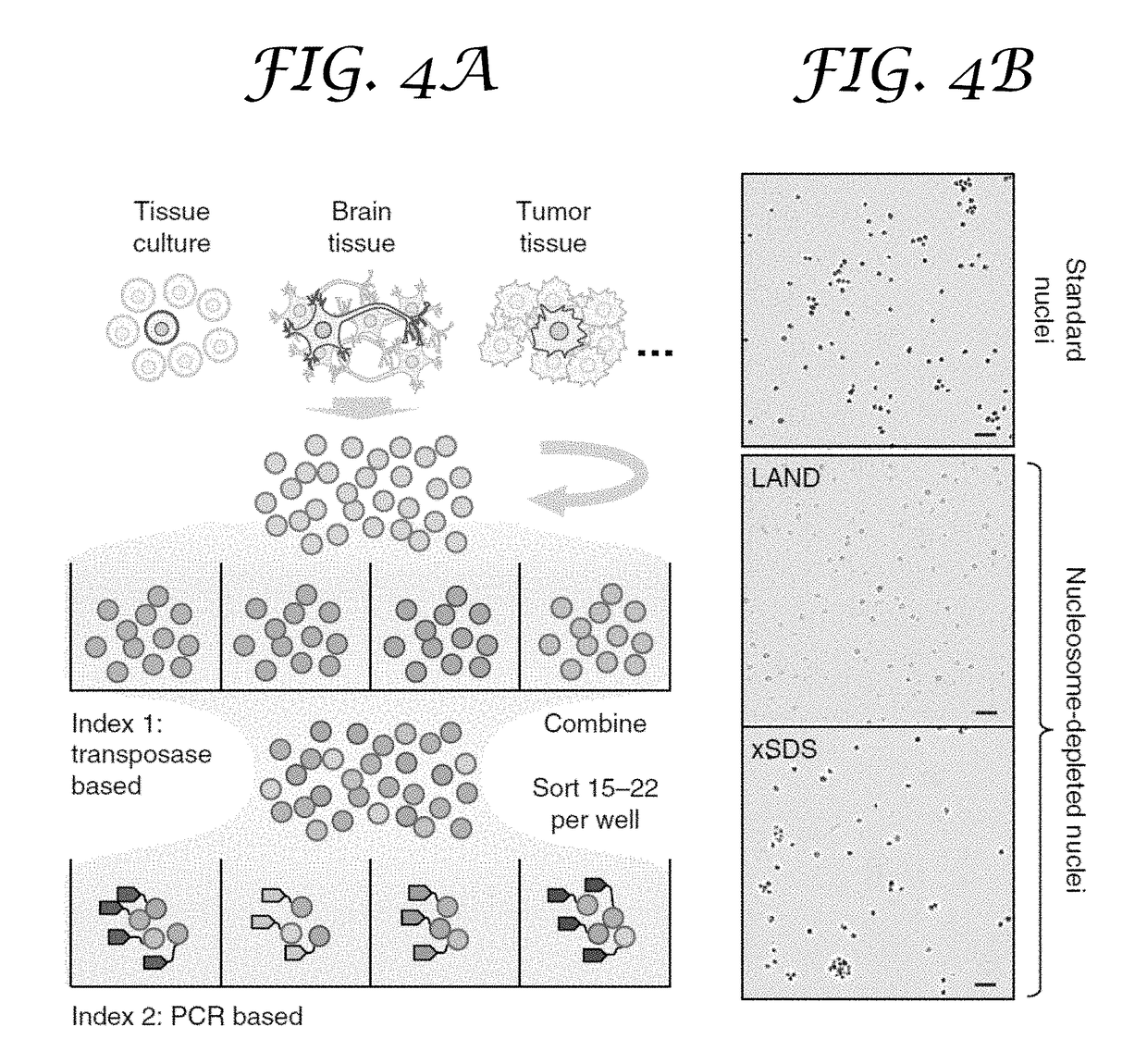 Single cell whole genome libraries and combinatorial indexing methods of making thereof