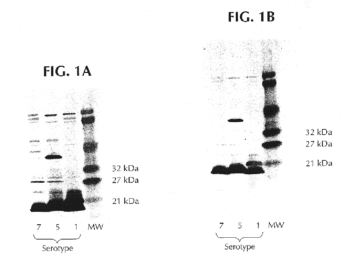 Proteins from actinobacillus pleuropneumoniae