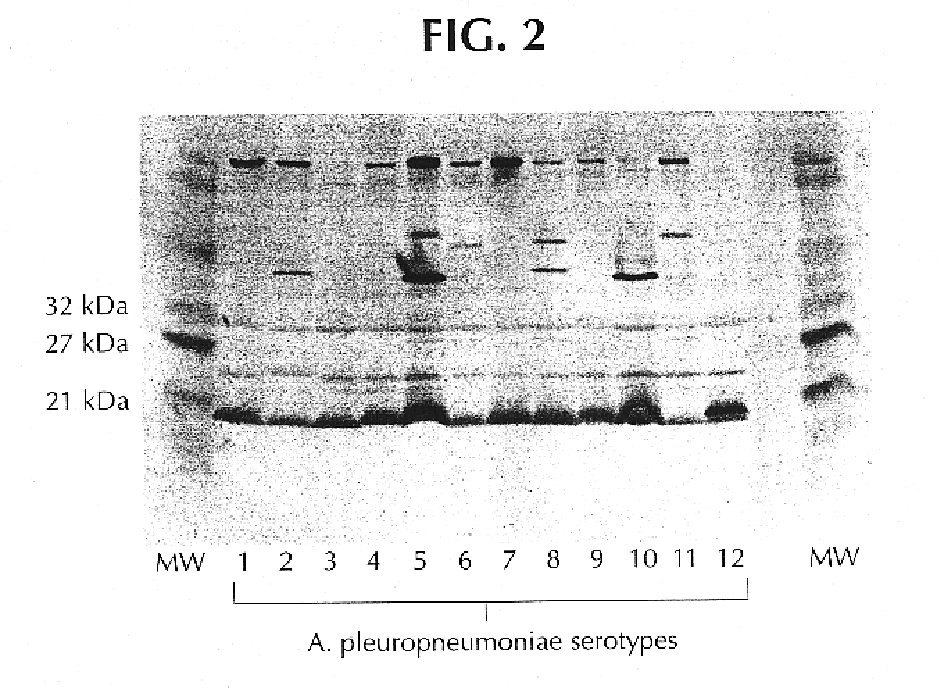 Proteins from actinobacillus pleuropneumoniae