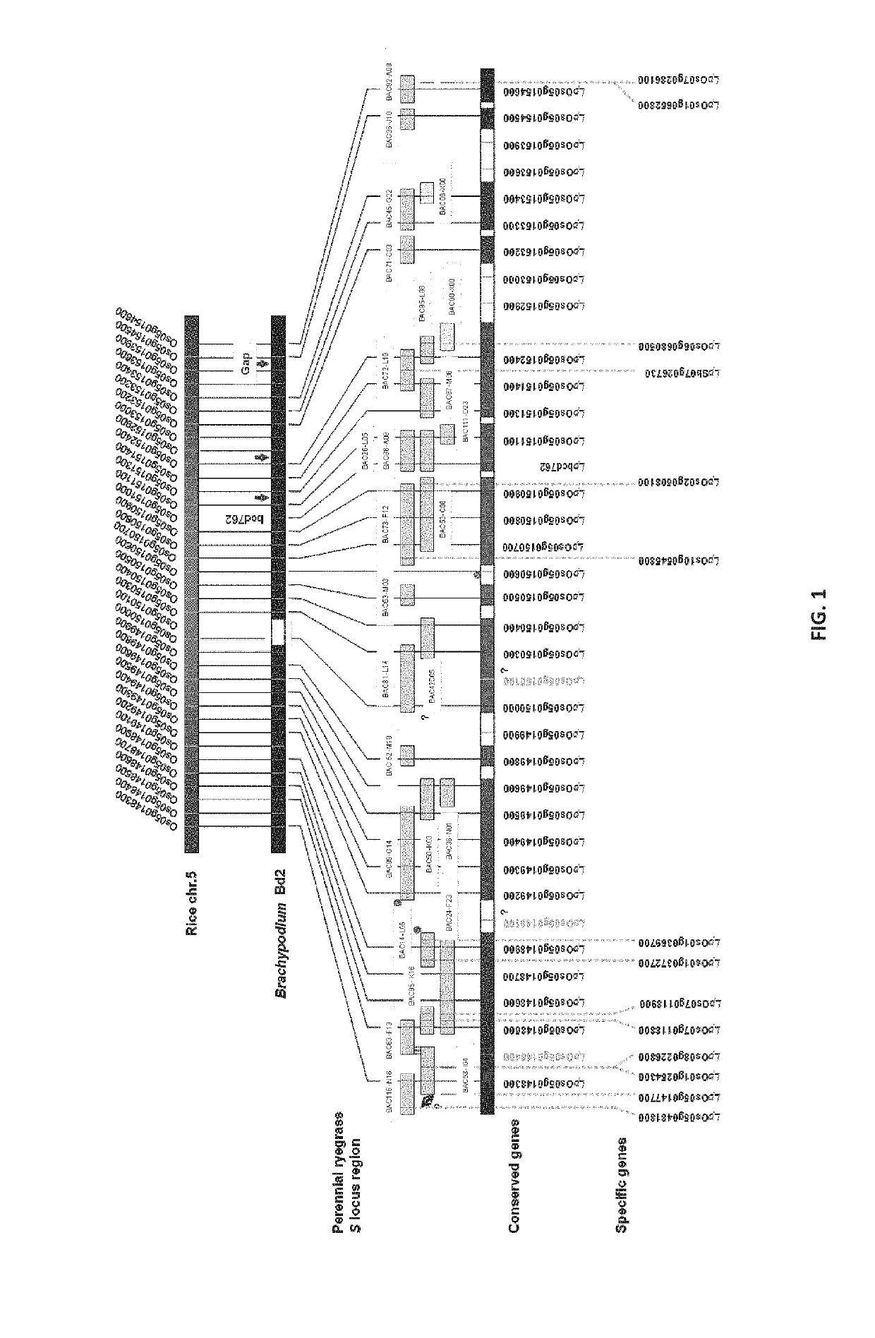 Manipulation of Self-Incompatibility in Plants