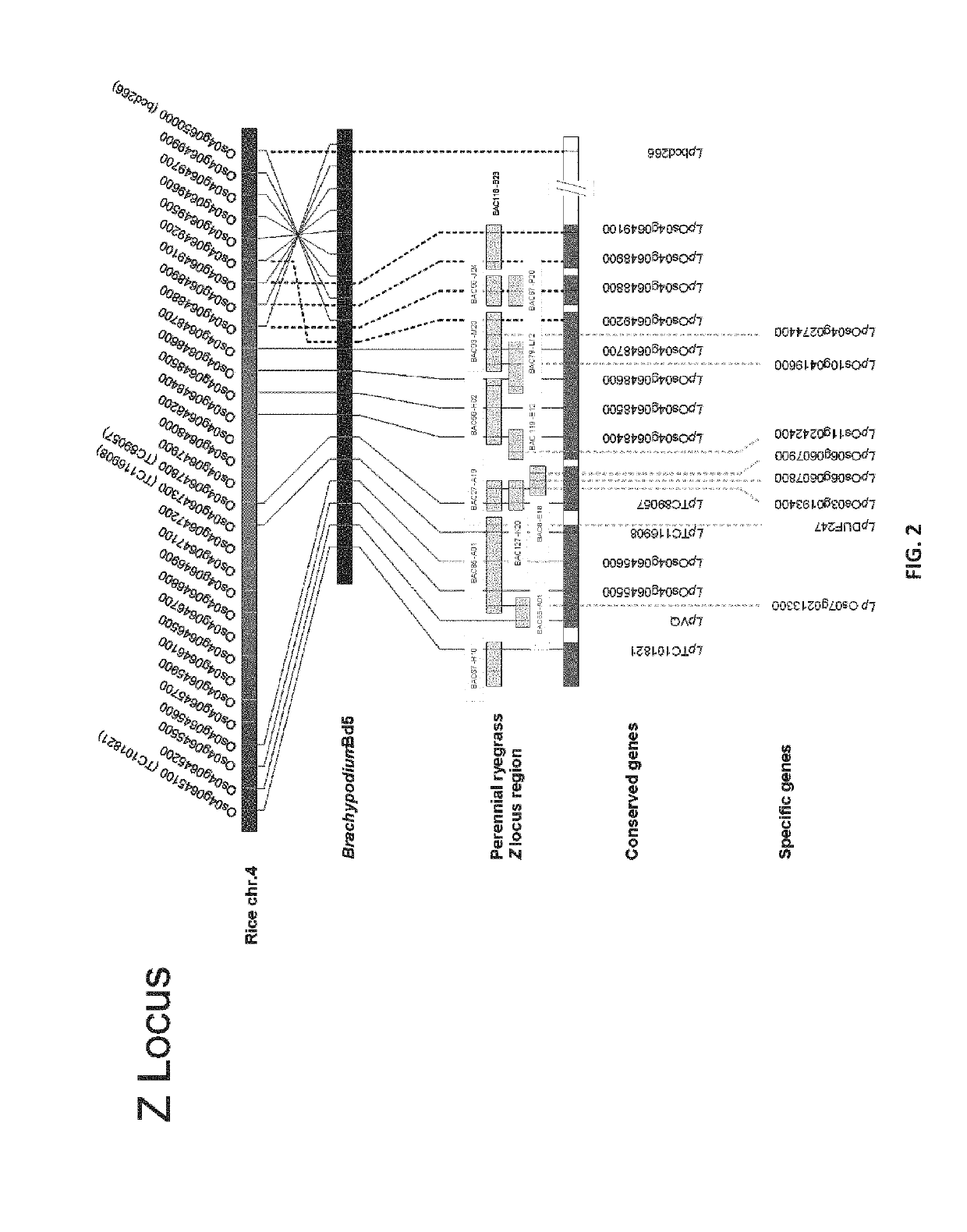 Manipulation of Self-Incompatibility in Plants