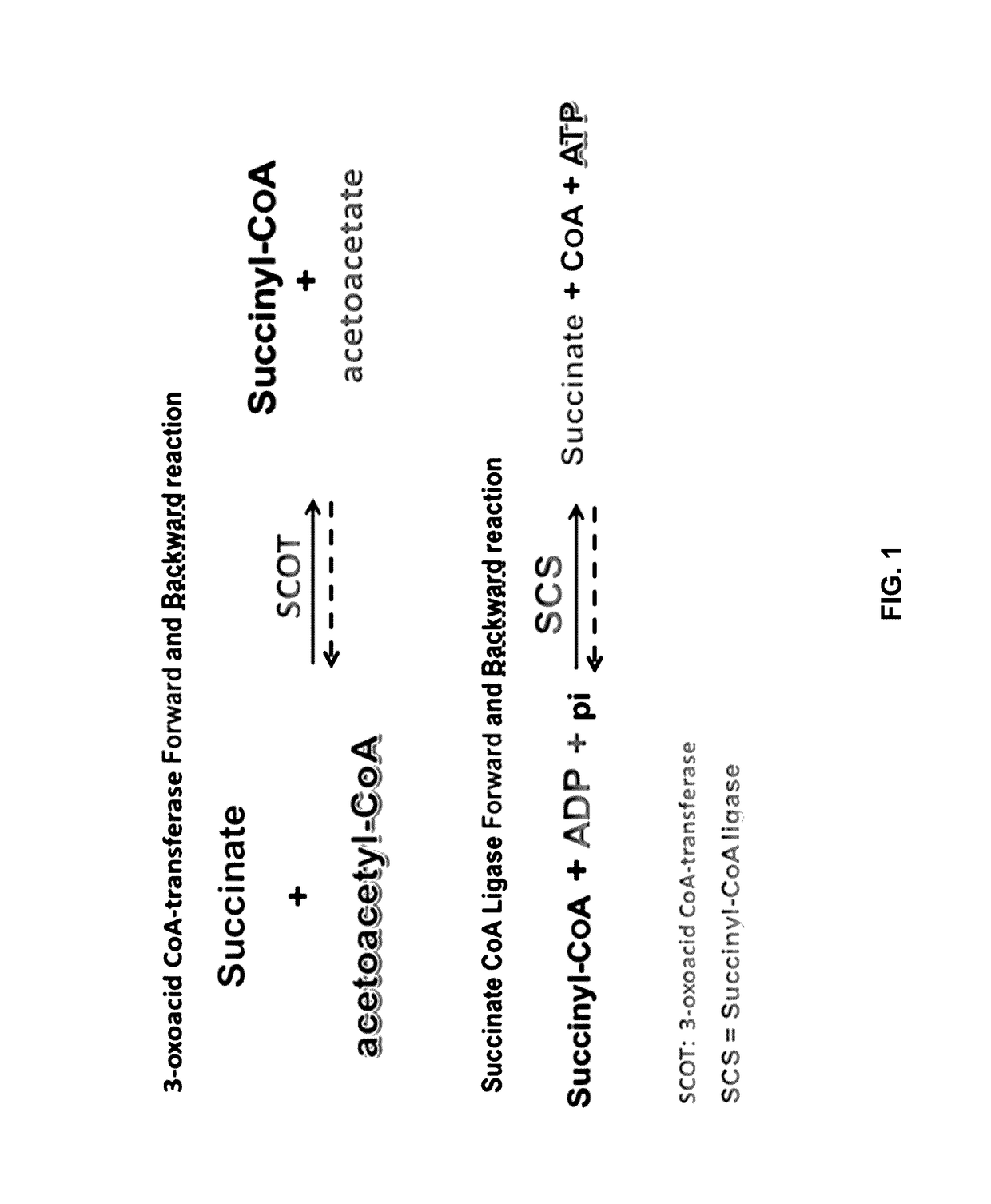 Bioluminescent succinate detection assay