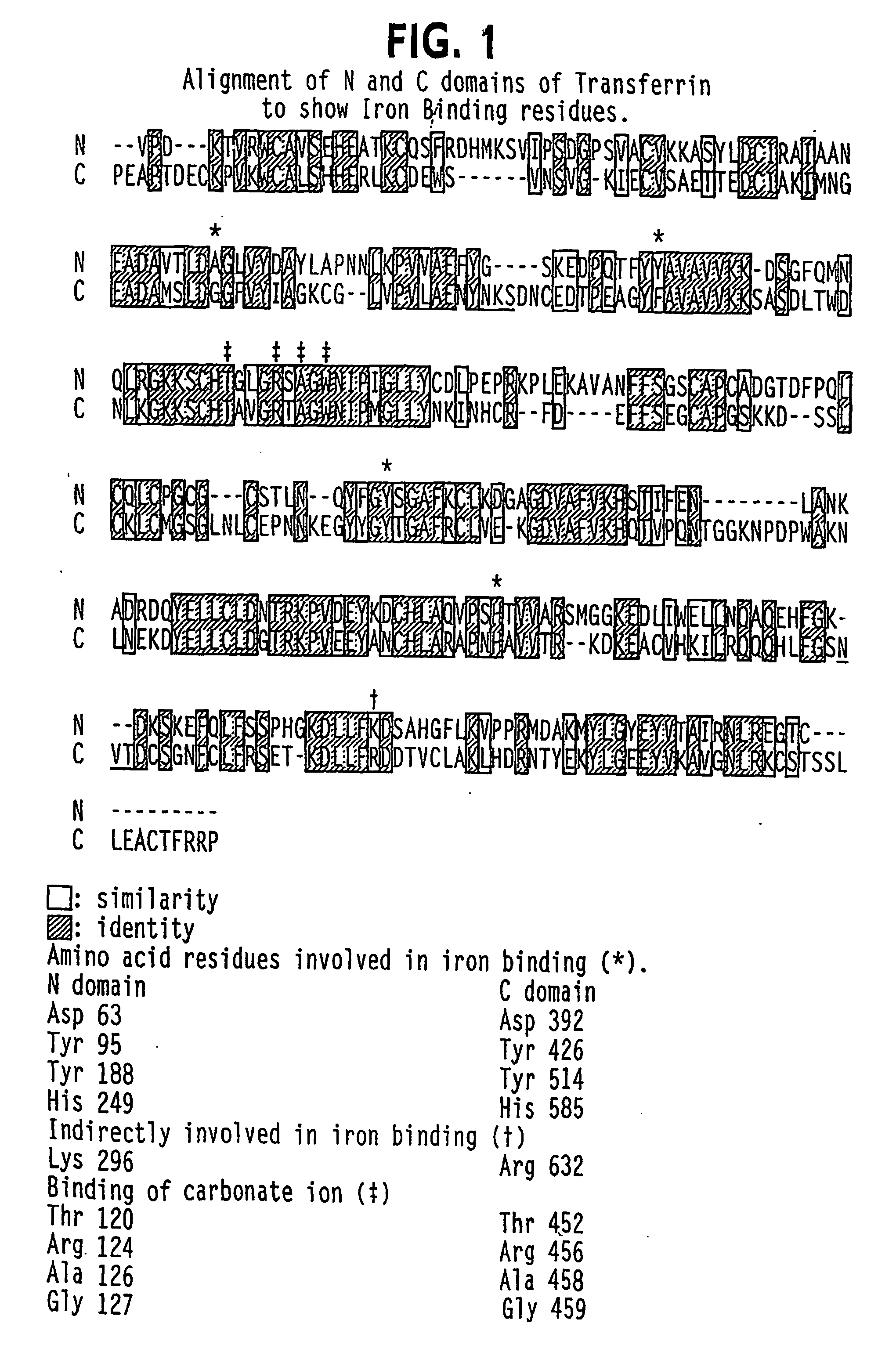 Modified transferin-antibody fusion proteins