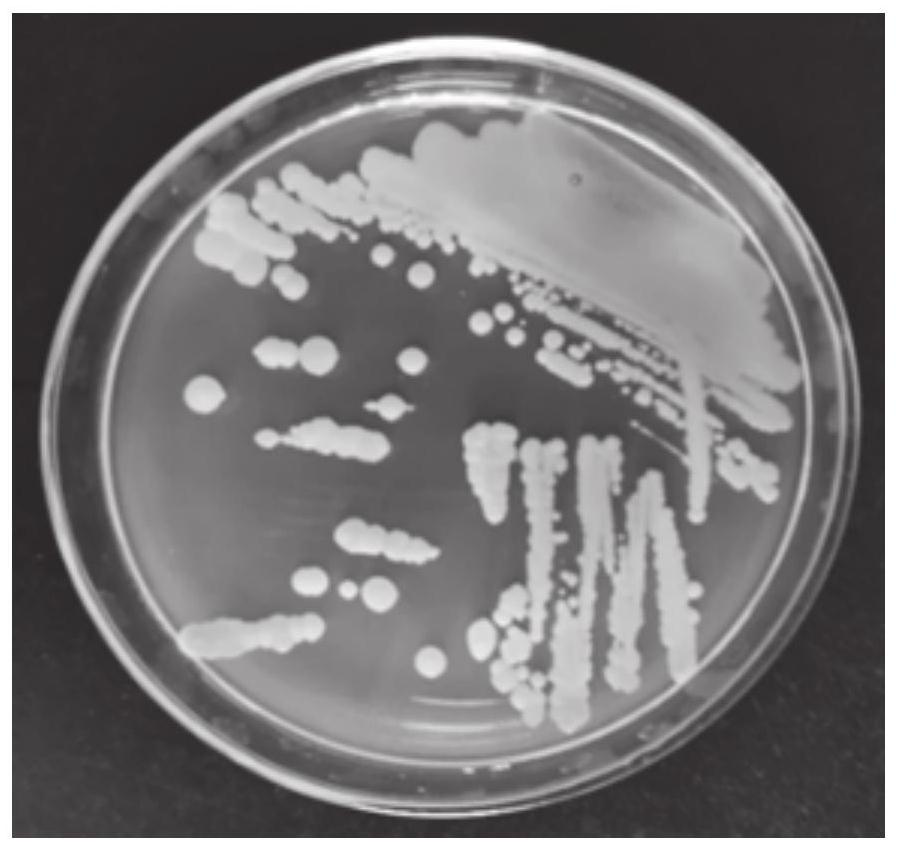 Salt-tolerant strain BY2G20 and application thereof