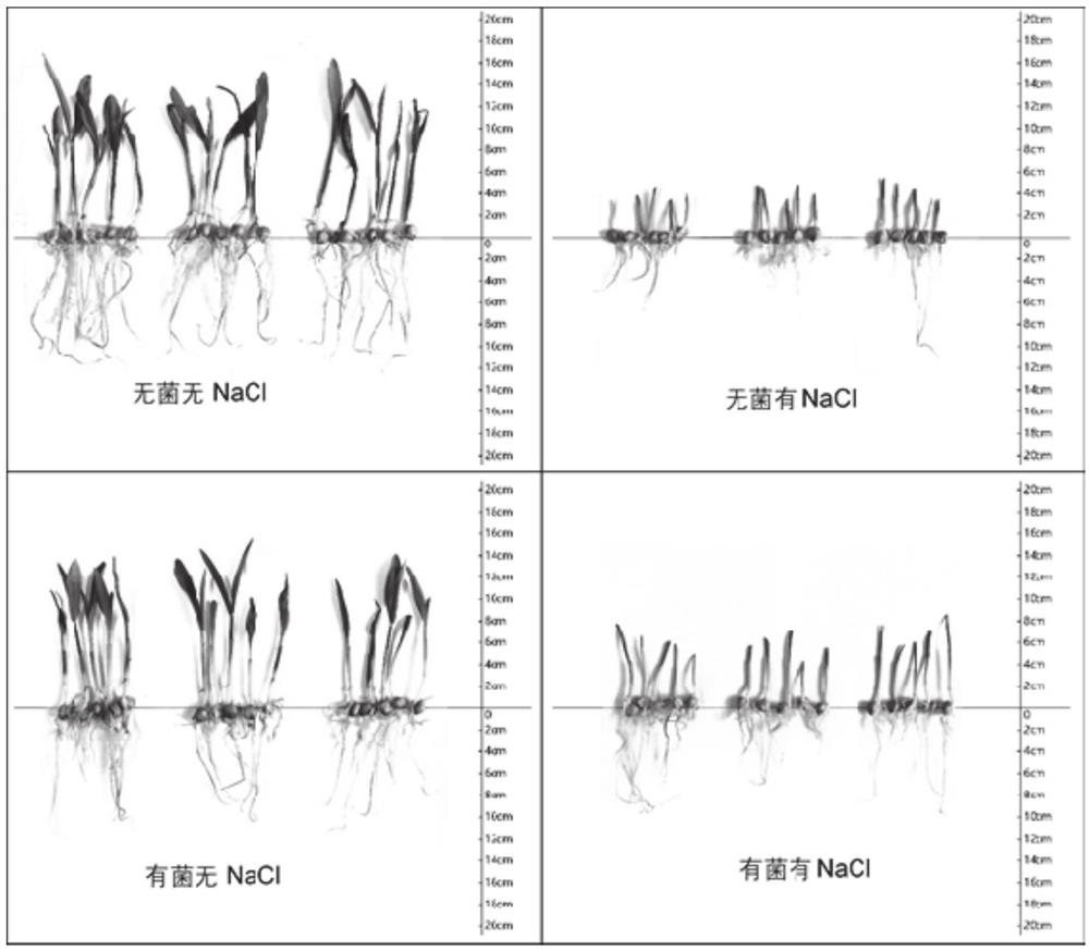 Salt-tolerant strain BY2G20 and application thereof