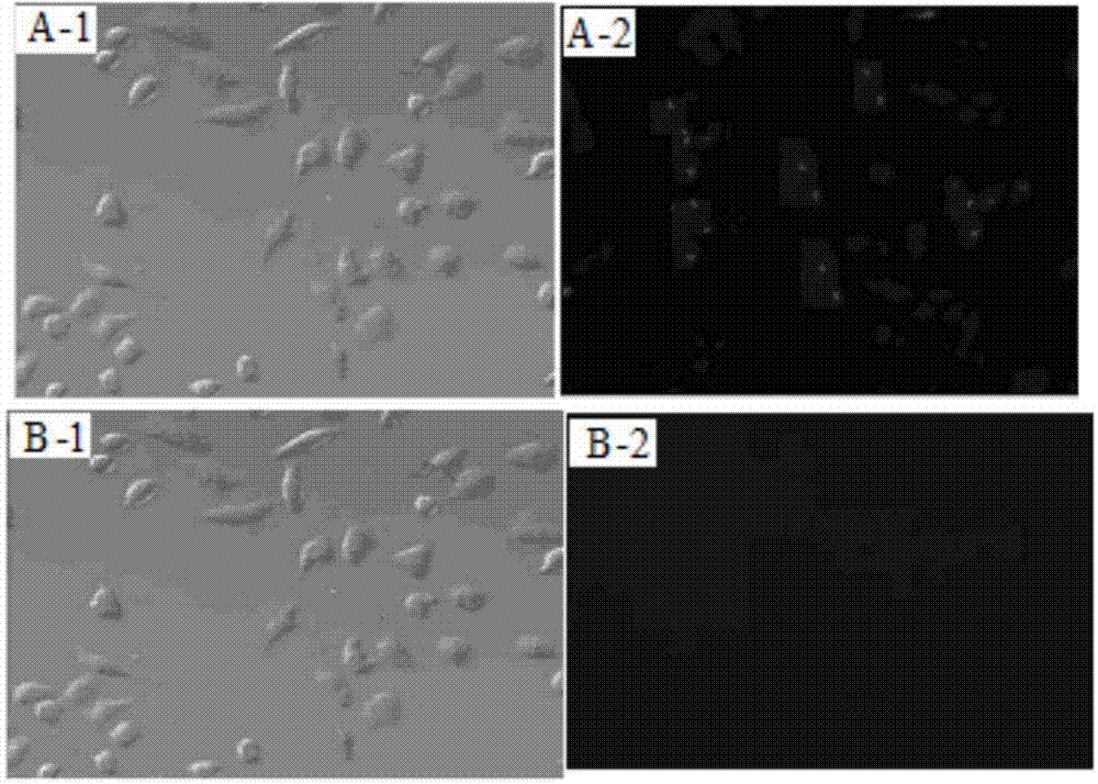 Polystyrene mercury ion fluorescence recognition materials and preparation method thereof