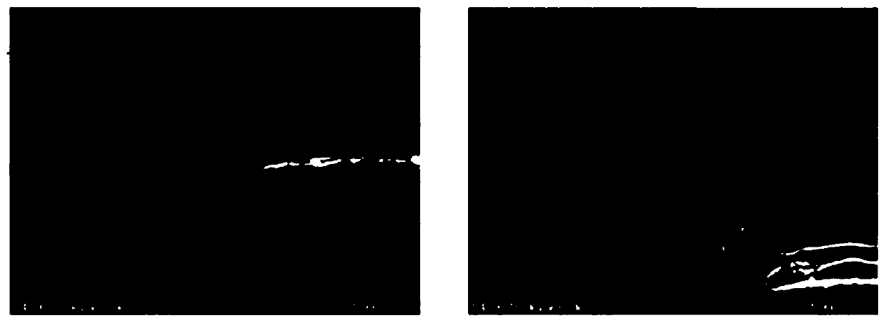 Etchant composition for copper-based metal layer and method for manufacturing array substrate of display device using same