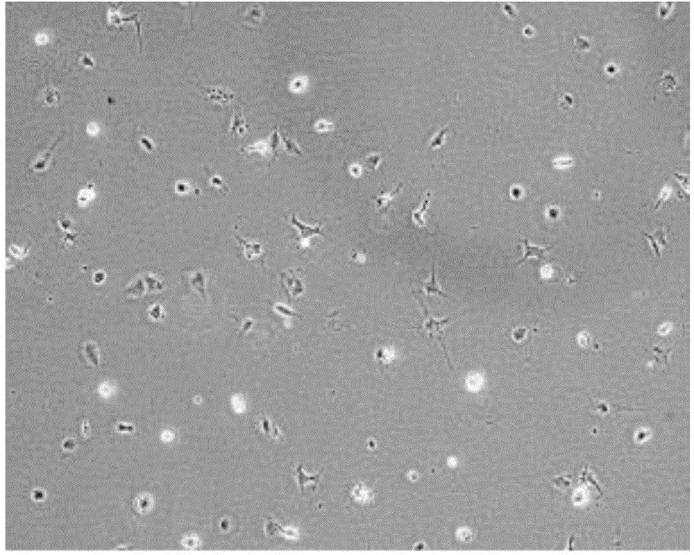 Propagation culture method of fat primitive mesenchymal stem cell