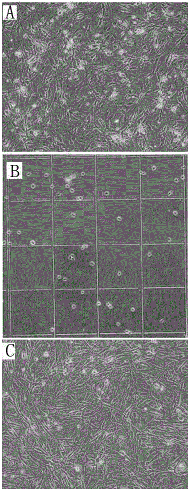 Propagation culture method of fat primitive mesenchymal stem cell