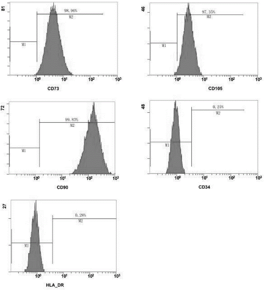 Propagation culture method of fat primitive mesenchymal stem cell