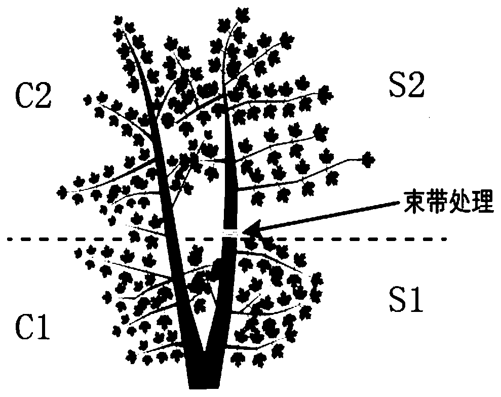 A method for controlling the color change of North American red maple leaves