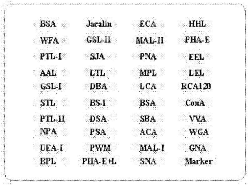 Lectin chip and application thereof