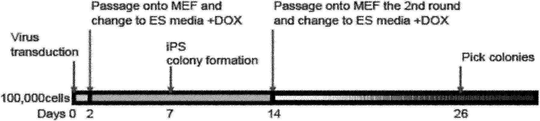 Preparation method of inducible pluripotent stem cell of goat