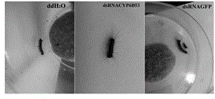 Lymantria dispar linnaeus CYP6B53 gene dsRNA and application thereof in nuisanceless control