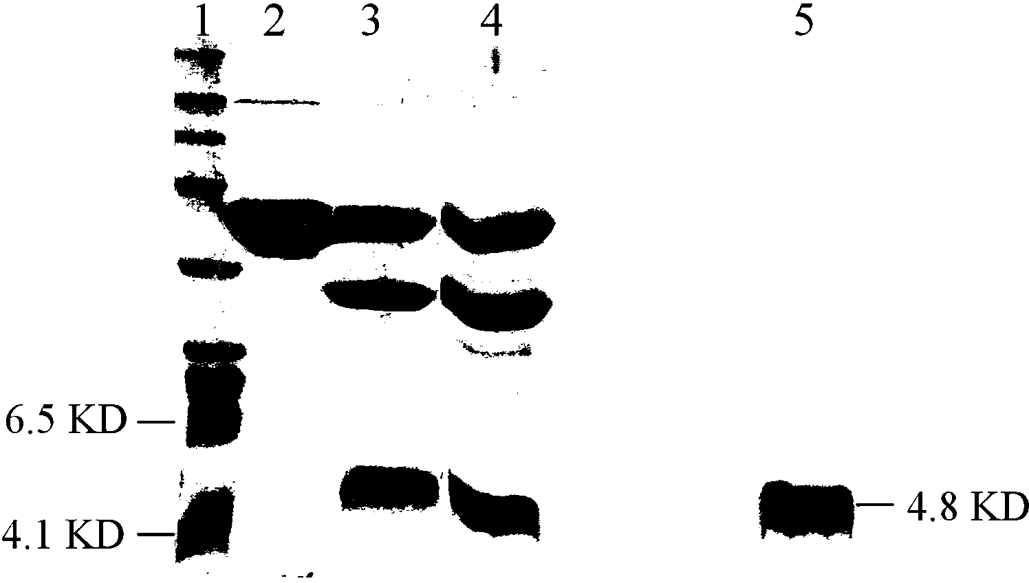 Preparation method of recombinant human corticotropin releasing factor