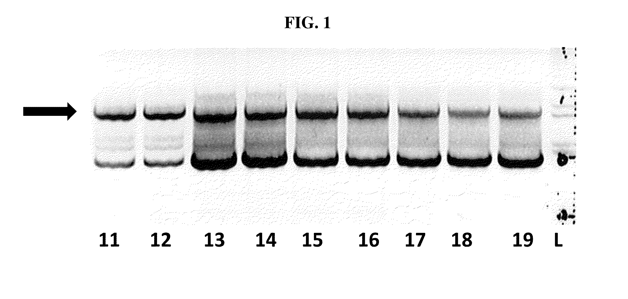 Marker system, in particular for baculovirus-expressed subunit antigens