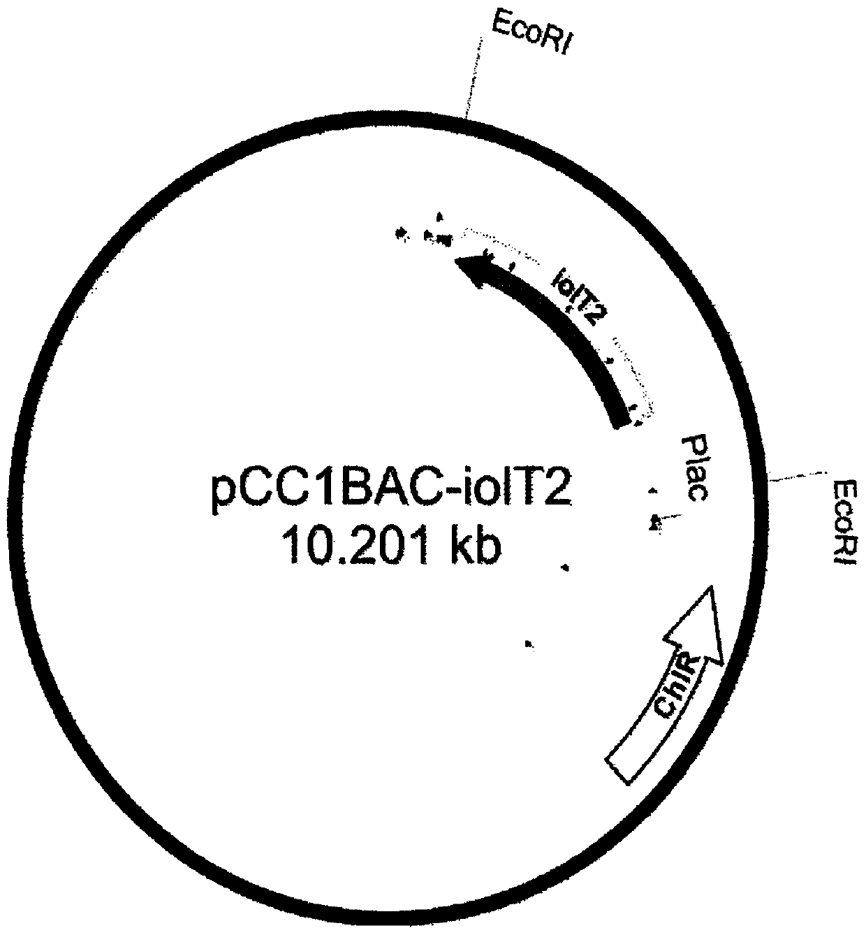 Recombinant microorganism belonging to the genus Escherichia having l-threonine productivity and method for producing l-threonine using the microorganism