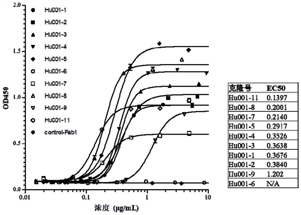 Antibody targeting AXL protein, antigen binding fragment thereof, preparation method and application thereof