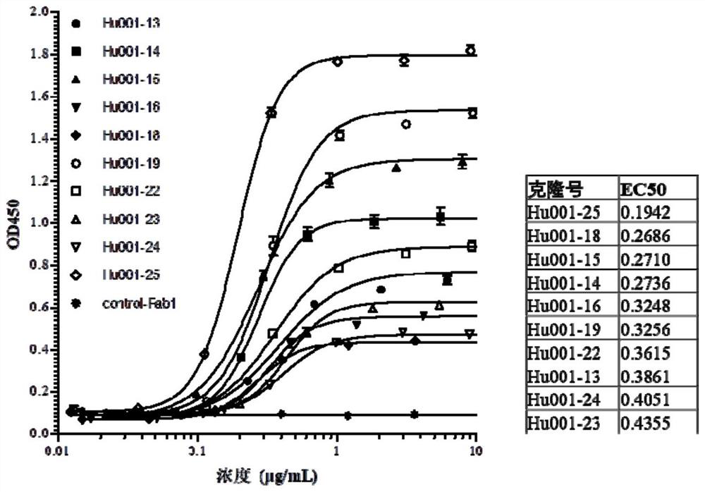 Antibody targeting AXL protein, antigen binding fragment thereof, preparation method and application thereof