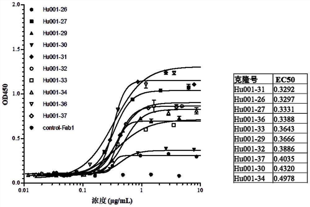 Antibody targeting AXL protein, antigen binding fragment thereof, preparation method and application thereof