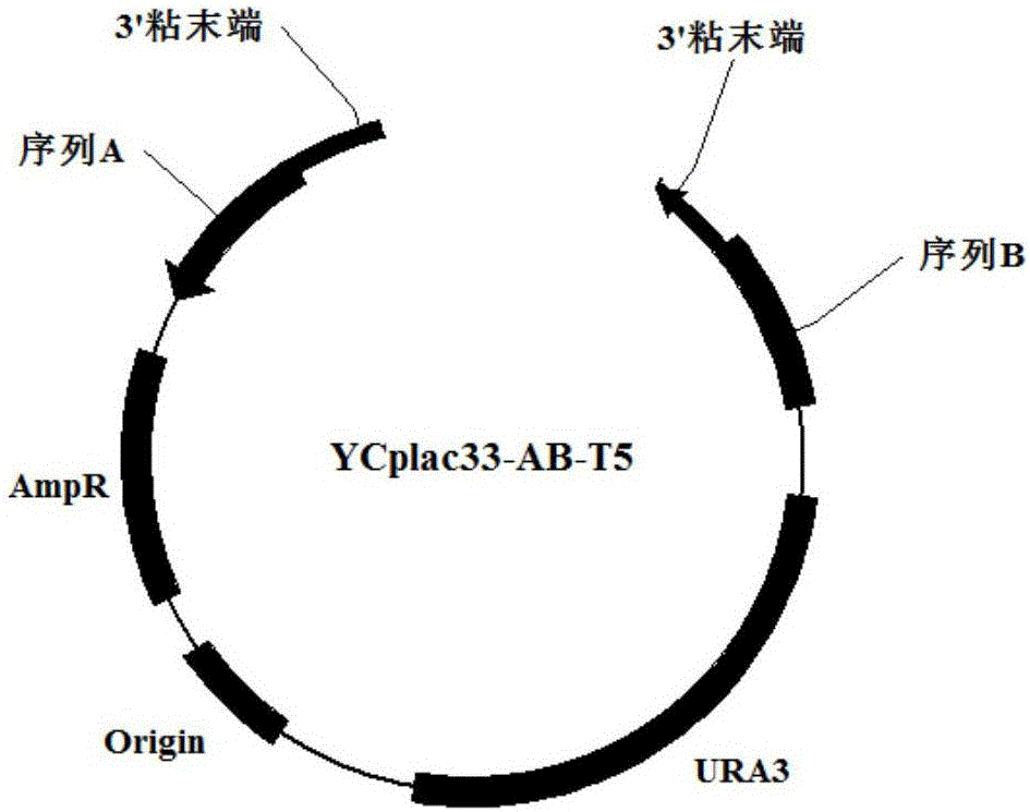 Method for realizing high-accuracy fixed-point gene knockout in yeast