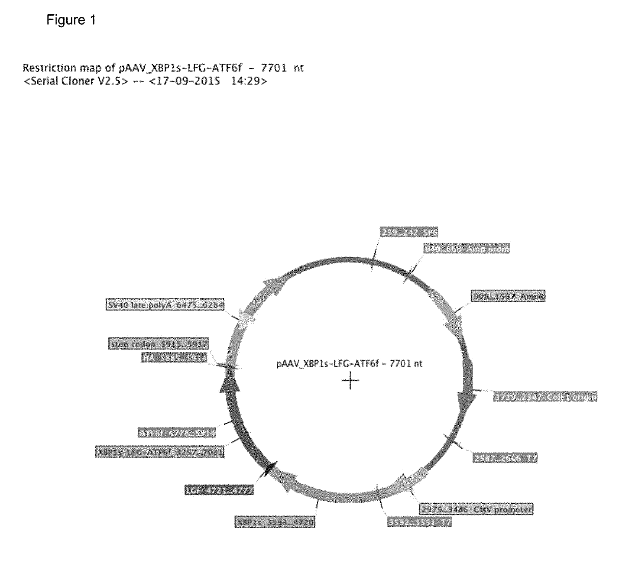 AAV/UPR-plus virus, UPR-plus fusion protein, genetic treatment method and its use in treatment of neurodegenerative diseases, such as Parkinson's disease and Huntington's disease, among others