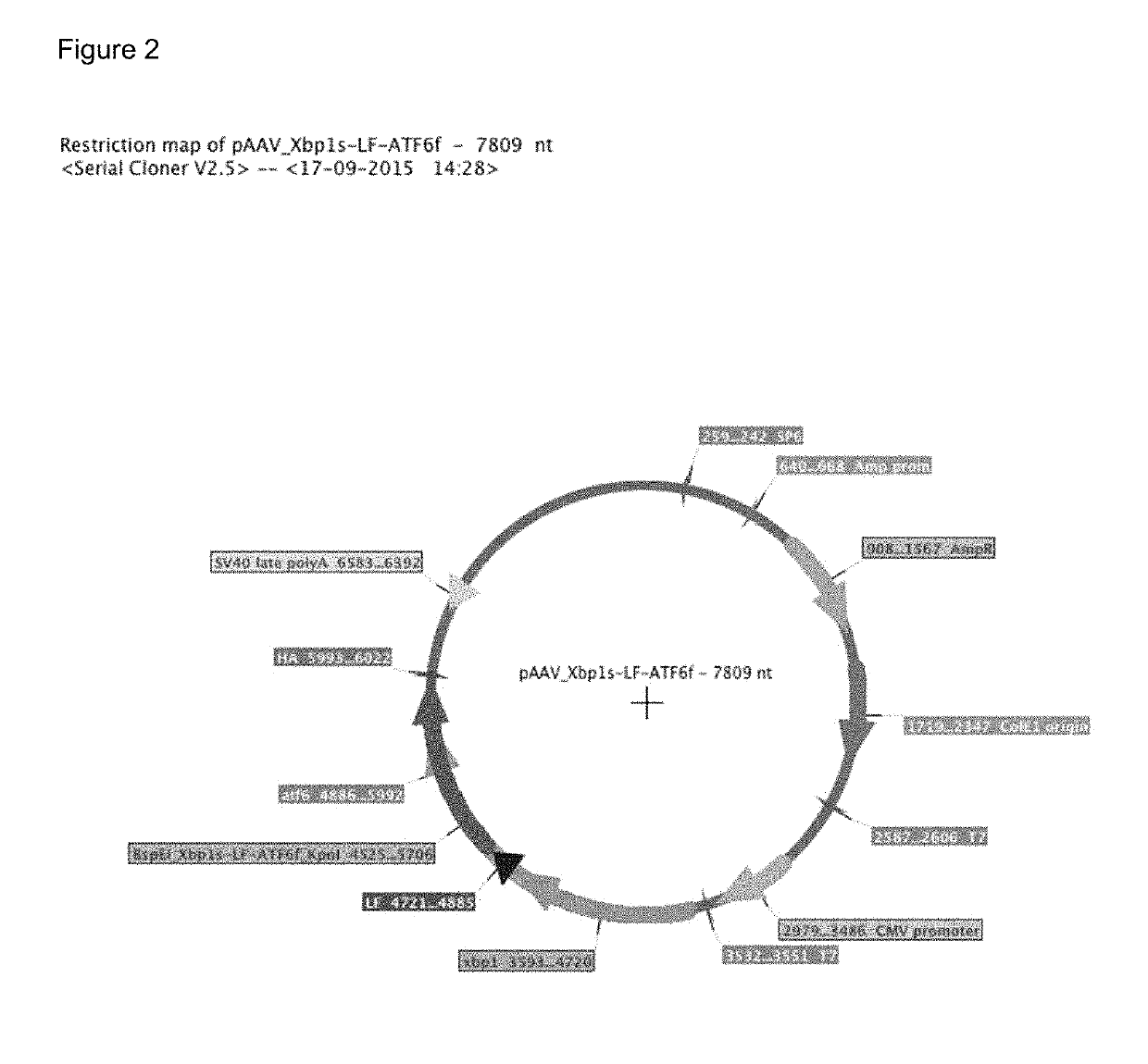 AAV/UPR-plus virus, UPR-plus fusion protein, genetic treatment method and its use in treatment of neurodegenerative diseases, such as Parkinson's disease and Huntington's disease, among others