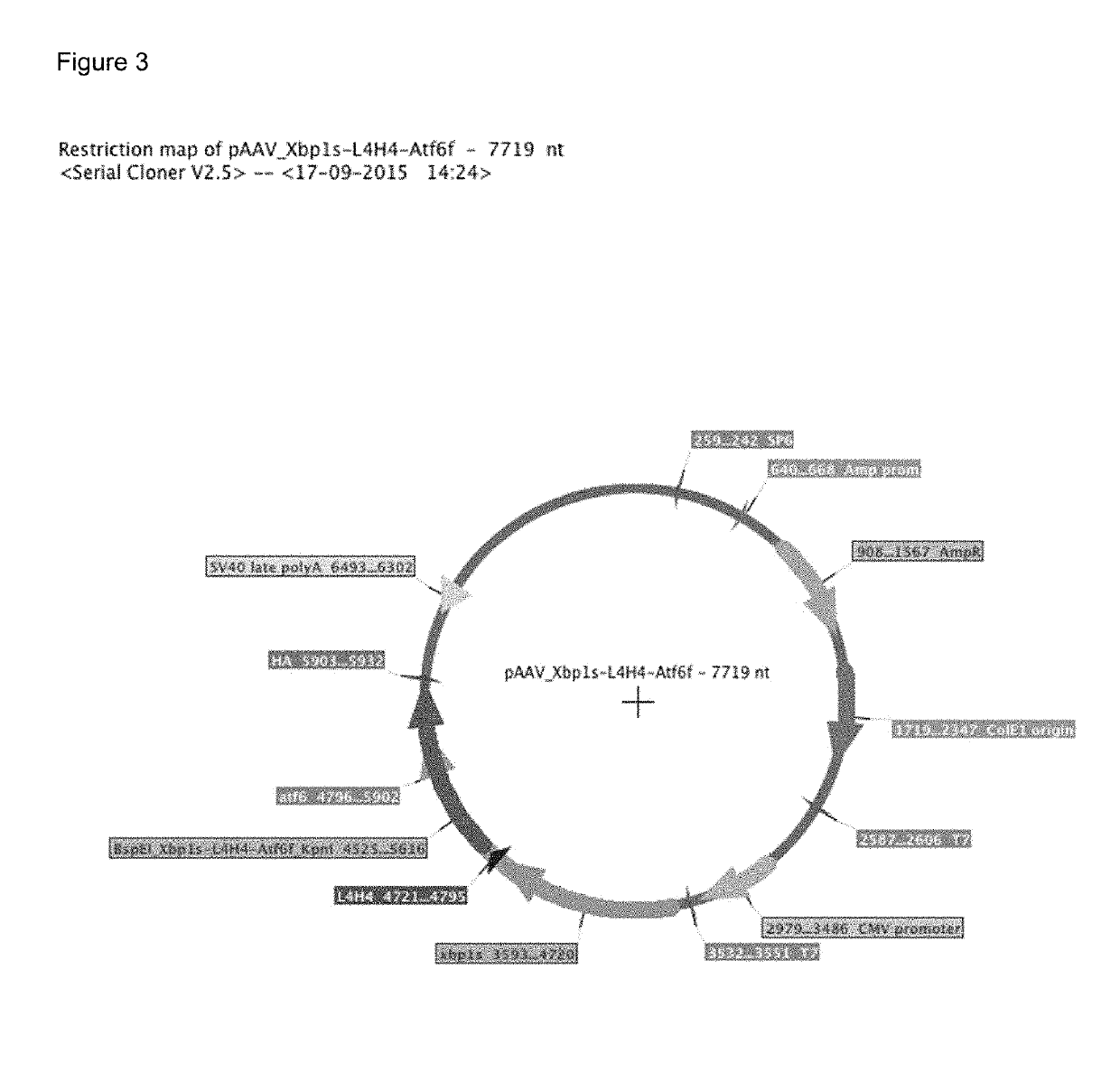 AAV/UPR-plus virus, UPR-plus fusion protein, genetic treatment method and its use in treatment of neurodegenerative diseases, such as Parkinson's disease and Huntington's disease, among others