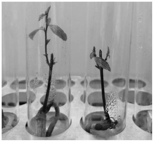 Method for inducing castanea henryi tissue culture seedling leaves to generate adventitious roots