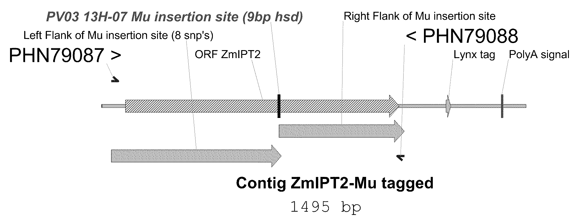 Isopentenyl transferase sequences and methods of use