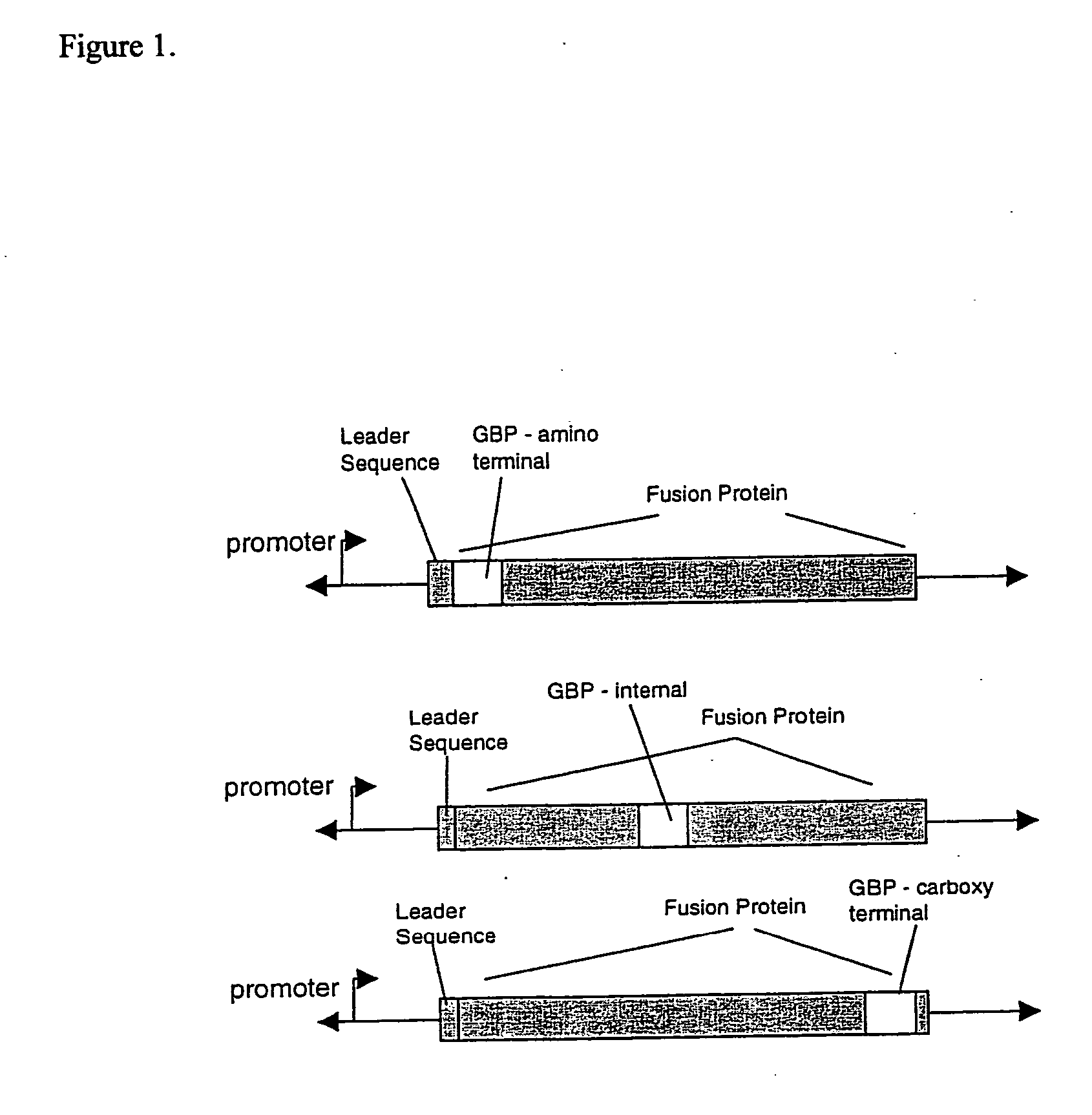 Recombinant fusion proteins with high affinity binding to gold and applications thereof